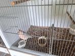 Bonte goudvinken, Dieren en Toebehoren