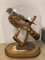 Épervier naturalisé sous globe, Enlèvement, Comme neuf