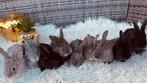 Duitse reuzen, Dieren en Toebehoren, Meerdere dieren