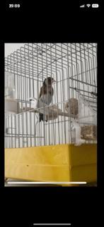 Mal parva du Maroc widani 2 ans, Animaux & Accessoires