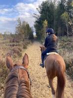 training paard(en), Dieren en Toebehoren, Paarden, Zadelmak