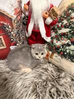 Brits korthaar kittens, Dieren en Toebehoren, Gechipt