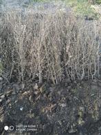 Carpinus betulus, Jardin & Terrasse, Plantes | Arbustes & Haies, Moins de 100 cm, Enlèvement, Charme, Haie