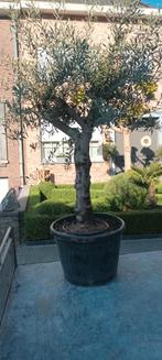 ‼️Olijfbomen olea europaea aan promoprijzen ‼️, Ophalen