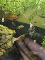 Allerlei vissen en planten te koop, Voor elk aquarium!, Zoetwatervis