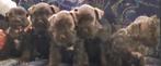 Dwergschnauzer pups, peper & zout, Dieren en Toebehoren, Honden | Bulldogs, Pinschers en Molossers, 15 weken tot 1 jaar, Buitenland