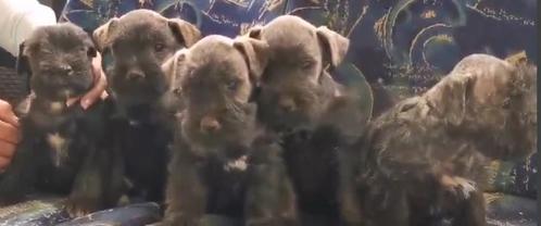Dwergschnauzer pups, peper & zout, Dieren en Toebehoren, Honden | Bulldogs, Pinschers en Molossers, Meerdere dieren, Overige rassen