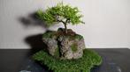 3 bonsai Juniperus + pot fait main, Maison & Meubles, Plantes d'intérieur, Enlèvement, Bonsai