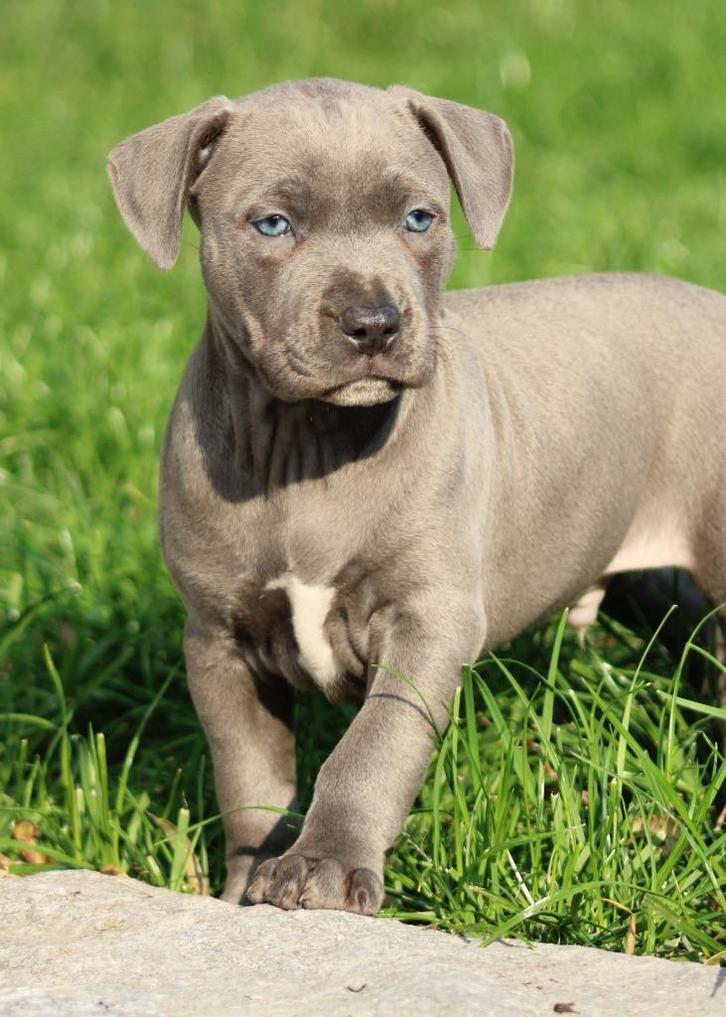 Amerikaanse Stafford pups, Dieren en Toebehoren, Honden | Jack Russells en Terriërs, Meerdere dieren, American Staffordshire Terriër