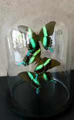 Splendide Envol de 3 Papillons Exotiques Blumei sous globe, Insecte, Animal empaillé, Enlèvement ou Envoi, Neuf