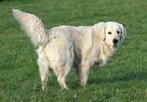 golden retriever teef 2020, Dieren en Toebehoren, Golden retriever, België, Particulier, Teef