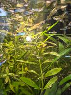 Endler guppy, Dieren en Toebehoren, Vissen | Aquariumvissen