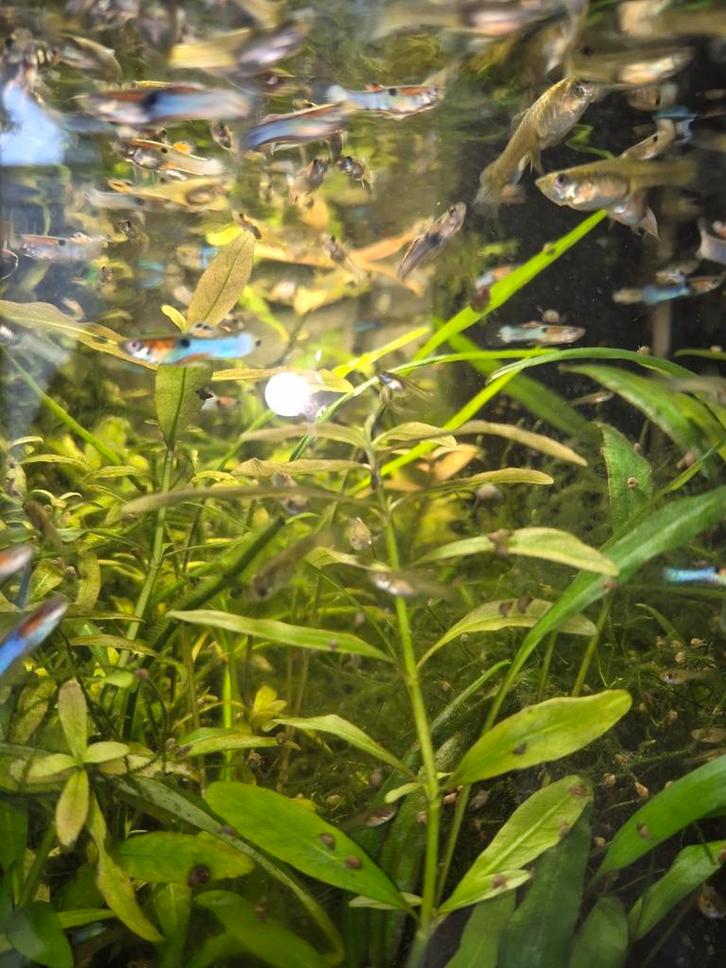 Endler guppy, Dieren en Toebehoren, Vissen | Aquariumvissen