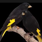 Zwarte sijzen, Dieren en Toebehoren, Geringd