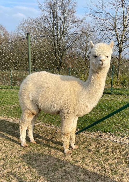 Light fawn alpaca merrie, Dieren en Toebehoren, Overige Dieren, Vrouwelijk