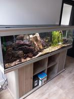 Aquarium Aqualantis 2 meter, Dieren en Toebehoren, Ophalen, Gebruikt, Gevuld zoetwateraquarium