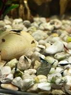 Blauwe garnaaltjes, Dieren en Toebehoren, Kreeft, Krab of Garnaal