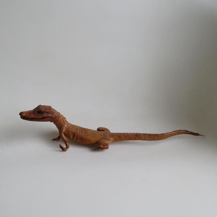 Vintage krokodil 50 cm taxidermie eerste helft 20ste eeuw, Antiek en Kunst, Curiosa en Brocante, Ophalen of Verzenden