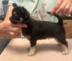 Chihuahua korthaar FCI, Animaux & Accessoires, Chien (mâle), Belgique, 8 à 15 semaines, Éleveur | Loisir