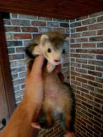 Frettenpups, Dieren en Toebehoren, Overige Dieren, Mei, Mannelijk