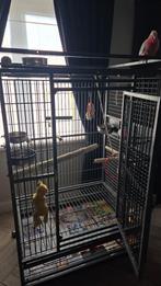 Tamme kaketoe, Dieren en Toebehoren, Mannelijk, Papegaai, Pratend