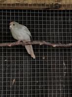 Kakariki