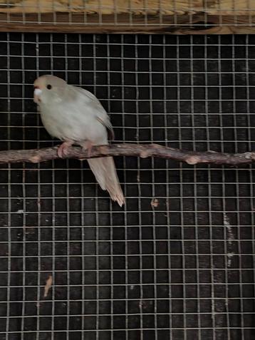 Kakariki