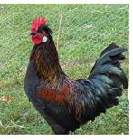 Lieve haan gratis, Dieren en Toebehoren, Pluimvee, Mannelijk, Kip