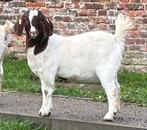 Boergeit mieke met stamboek, Dieren en Toebehoren, Vrouwelijk, Geit, 0 tot 2 jaar