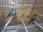 Blackface blackwing, Dieren en Toebehoren, Meerdere dieren, Parkiet, Geringd