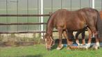 ruiter of amazone gezocht voor rijden van jonge paarden, Dieren en Toebehoren, Paarden, Meerdere dieren, Z, Springpaard, Met stamboom