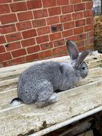 Duitse reuzen te koop!, Dieren en Toebehoren, Konijnen, Meerdere dieren, Groot, 0 tot 2 jaar