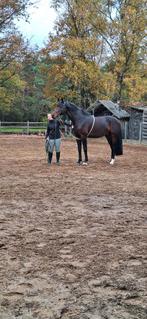 Zangersheide hengst, Dieren en Toebehoren, Paarden, Hengst