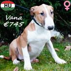 Vana, Bull Terriër - à vendre, 15 semaines à 1 an, Hépatite contagieuse (maladie de Rubarth), Chienne, Bull Terrier