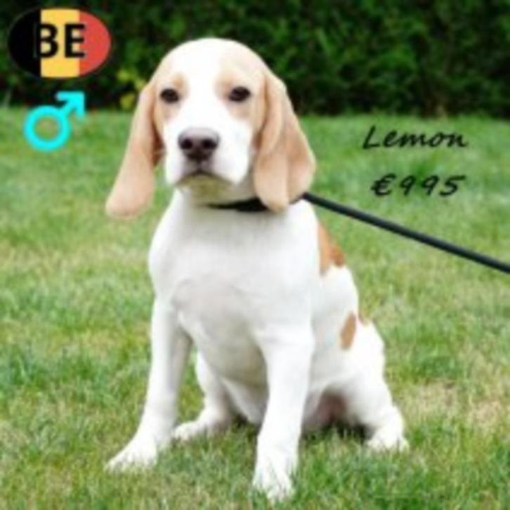 Lemon, Vrolijke tweekleurige Beagle-pup te koop, Dieren en Toebehoren, Honden | Beagles, Bassets en Lopende honden, Reu, Beagle