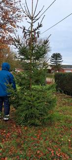 Kerstbomen, nordmann, Tuin en Terras, Planten | Bomen, Ophalen