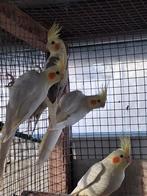 Valkparkiet popjes met dna attest, Femelle, Perruche, Bagué