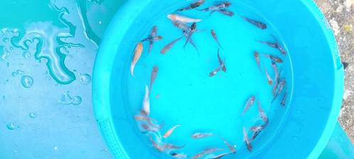 Baby koi ongeveer 1000 stuks bieden, Dieren en Toebehoren, Vissen | Vijvervissen, Karper of Koi