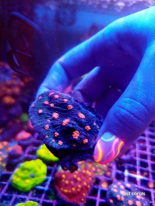 Koralen, Dieren en Toebehoren, Vissen | Aquariumvissen, Zoutwatervis