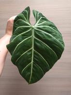 Philodendron gloriosum 'zebra', Huis en Inrichting, Kamerplanten, Ophalen of Verzenden