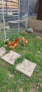 2 Haantjes te koop 5€/stuk, Dieren en Toebehoren, Mannelijk, Kip