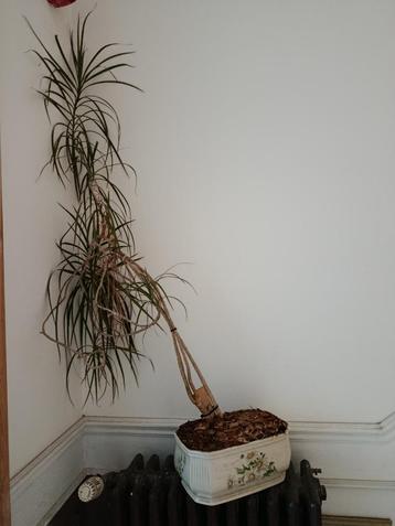 INTERIEURPLANT DRACAENA + PORSELEINEN POT beschikbaar voor biedingen