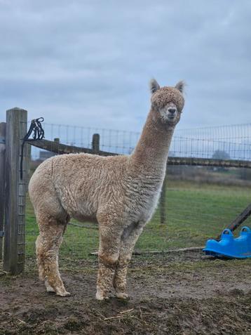 Mooie fawn hengst te koop beschikbaar voor biedingen
