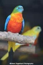 TURQUIOSINE PAKIETEN, Parkiet, Geringd