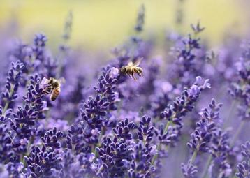 Lavendel Dwarf Blue beschikbaar voor biedingen