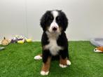 Berner Sennen pups, België, CDV (hondenziekte), Meerdere, Meerdere dieren