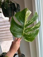 Monstera Deliciosa Albo Variegated n3, Ophalen of Verzenden