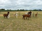 Alpaca