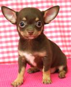 Super leuke Chihuahua pups!, Dieren en Toebehoren, 15 weken tot 1 jaar, Buitenland, Meerdere, Chihuahua