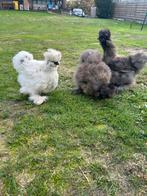 4 Zijdehoen hennen, Dieren en Toebehoren, Pluimvee, Vrouwelijk, Kip